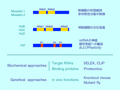 rna.gif